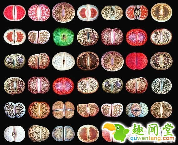 这种只有在非洲出现「长得像屁屁裂两半的『神秘石头』」，你千万不要因为好奇就摸「它」!