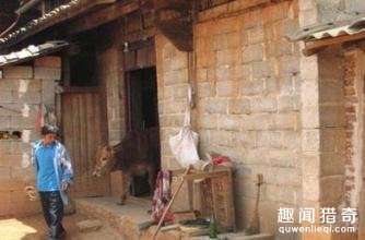 放牛娃亲眼看见一头牛不翼而飞