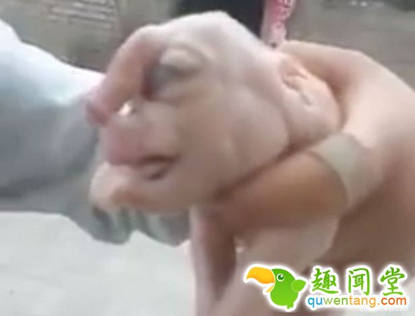 国内再现人脸猪仔：头顶长“丁丁”狰狞恐怖