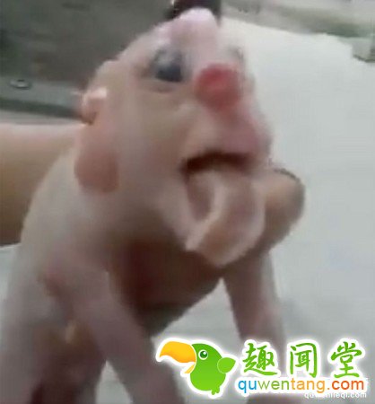 国内再现人脸猪仔：头顶长“丁丁”狰狞恐怖