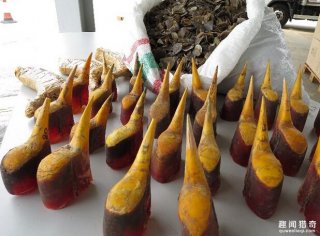 海关查获了一批奇怪的物品，当专家解答后