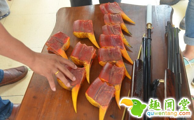 海关查获这些「认不出来」的比象牙珍贵走私品，等终于调查出「是什么的动物的头后」都心碎了...