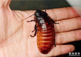 恶心！美女晚上睡觉前擦护唇膏，半夜遭蟑