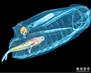 小伙潜水深至150米，发现透明彩色相交的鱼