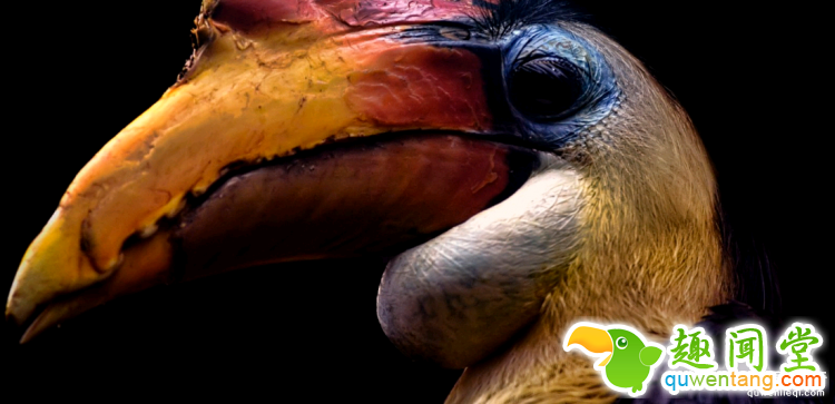 世界上最多彩的动物，看到最后的毛毛虫我炸了