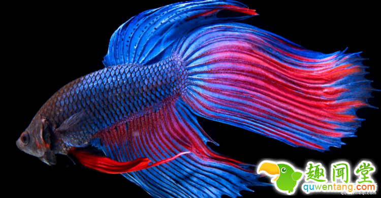 世界上最多彩的动物，看到最后的毛毛虫我炸了