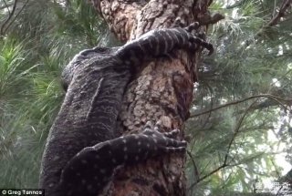 简直动作片！喜鹊生生赶走了来偷鸟蛋的巨