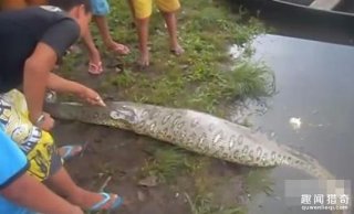 男子在河边看到一条大肚瘫痪蟒蛇，用刀划