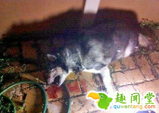 听到狗叫没当回事 唤狗没反应出去一看差点吓晕！ 第3张图片