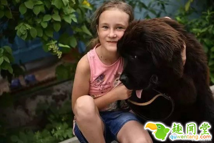 想要养只宠物狗？你只需要给普京写封信