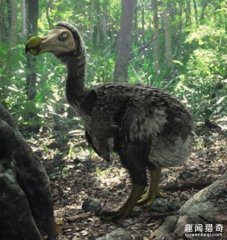 传说中绝种了300多年的珍兽，完整骨骼首现