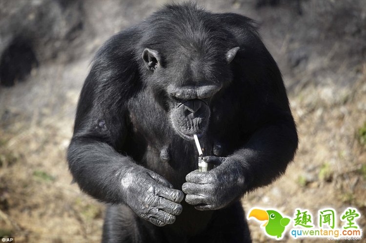 一天20根烟，朝鲜动物园一只有故事的大猩猩
