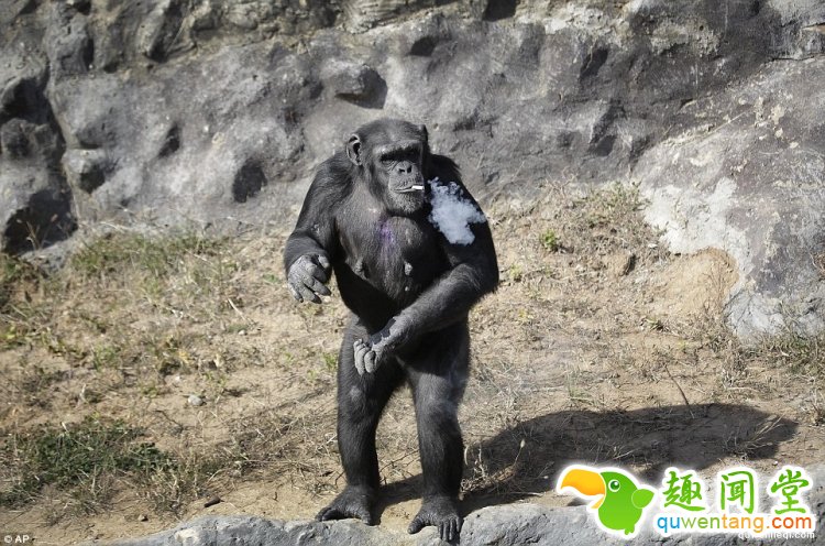 一天20根烟，朝鲜动物园一只有故事的大猩猩