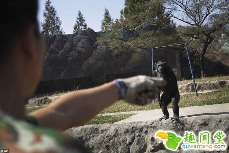一天20根烟，朝鲜动物园一只有故事的大猩猩