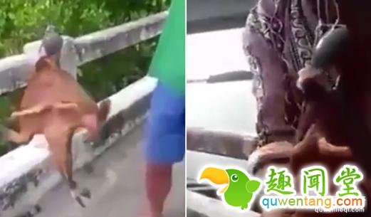 这鱼竟然有烈焰红唇！