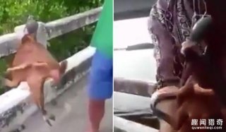 泰国渔民捕到奇丑蝙蝠鱼，会走路还有性感