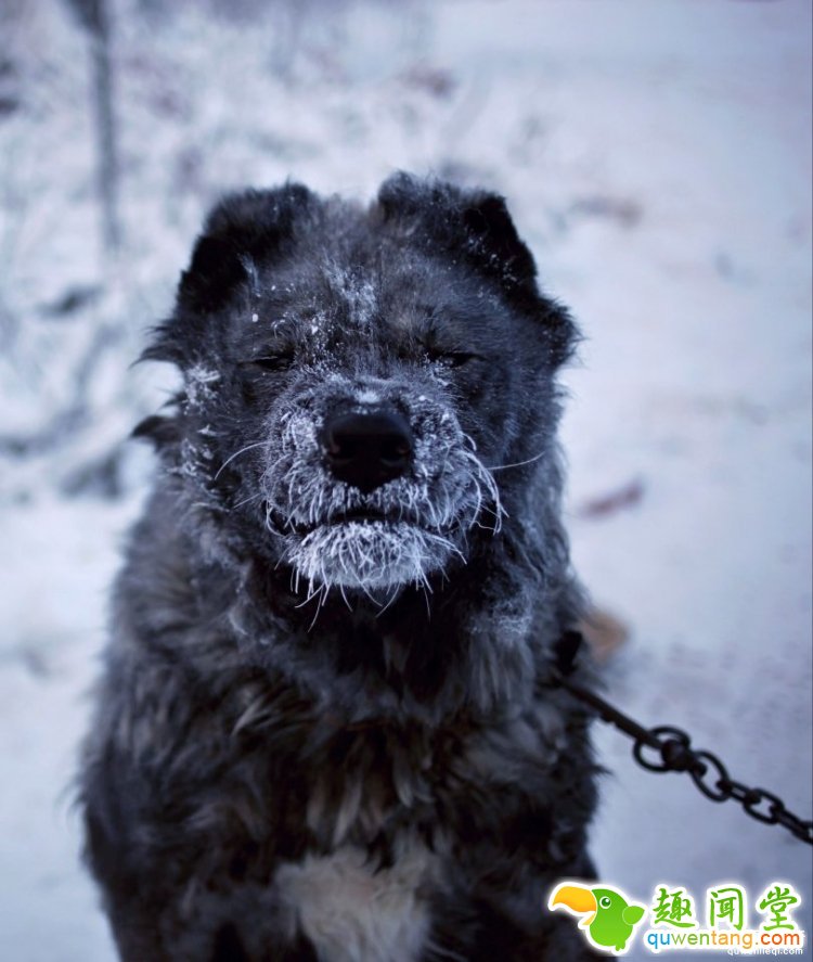 体会下西伯利亚-48℃的一天，都不敢说今年北京冷了