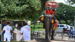 硬要喂生香蕉，女子遭大象缠颈、抛掷、爆