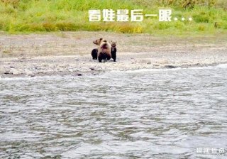 因为爱所以放手！熊妈妈狠心离别熊娃子的