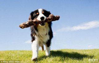 狗狗的心跳会和主人同步？原来养狗狗的好