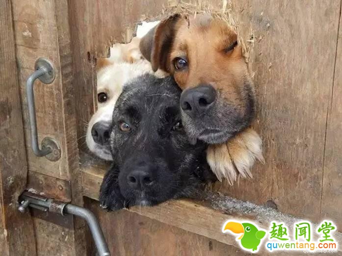 照片神吐槽，看着看着就笑了！