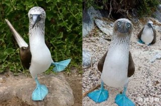 绝对不是P的！这种小动物天生就是蓝色的