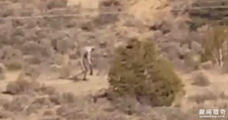 葡萄牙沙漠现神秘人形怪兽，像人一样行走