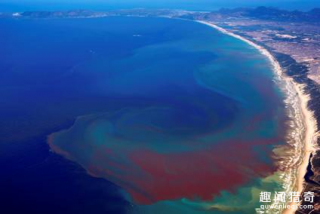 没有鲨鱼的世界是什么样子的？据说我们会