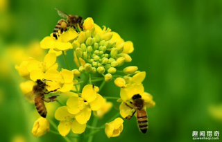 蜜蜂第一次被列入濒危物种名单！