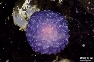 探险家水下发现怪异紫色小球，凑近一看大