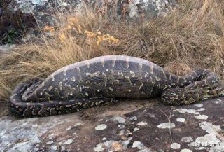 5米长的巨蟒吞下豪猪，吞下没多久被刺扎