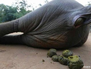 大象屎里的精华价格不菲，就算土豪吃起也