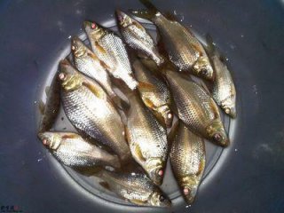 鱼是营养之王，但千万不能和它一起吃，很