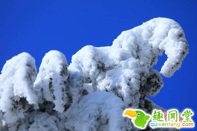 大雪将树木覆盖。肖洪波 摄<br>