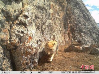 青海杂多发现野生藏狐 露“迷之微笑”
