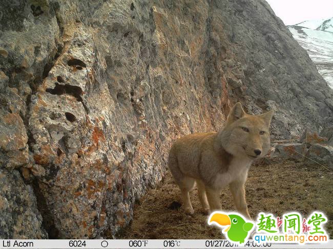青海杂多发现野生藏狐