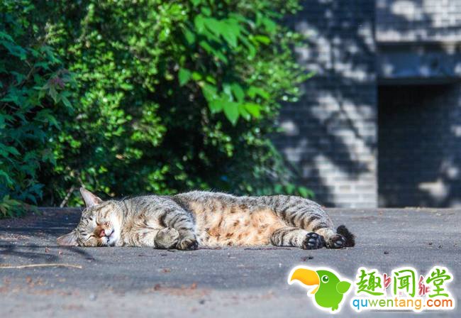 猫咪躺在地上晒太阳，一幅懒洋洋的样子。邱镜宇 摄
