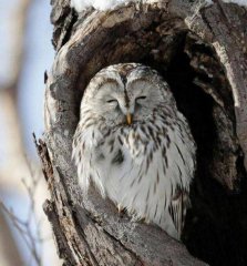 日本这只猫头鹰会微笑！打瞌睡却被乌鸦吵