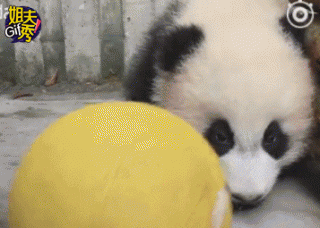 蠢萌的国宝大型犯傻现场