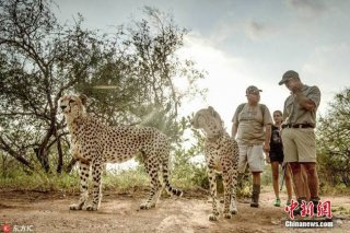 南非三只猎豹“兼职”当导游 带游客散步