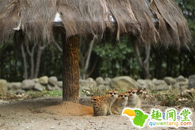 1月18日，上海野生动物园的细尾獴在取暖灯下休息。 新华社记者杜潇逸 摄