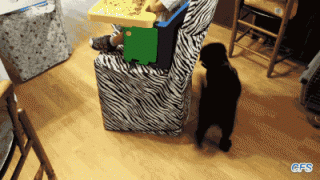 一根遛狗绳能把蠢汪玩死 看得我都晕了