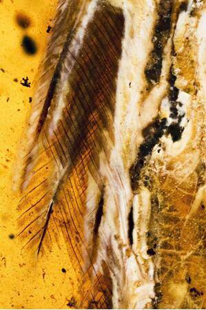 “煎饼鸟”羽毛特写邢立达供图