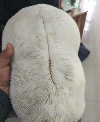 男子花重金购买一奇石，回家后竟然发现它