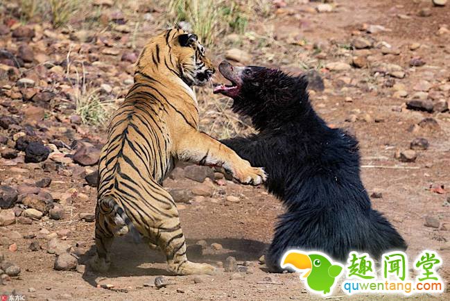 从水边打到树林里，从用爪子扑打到用尖牙咬，最终，老虎不敌熊妈，带着伤悻悻的跑开了。 