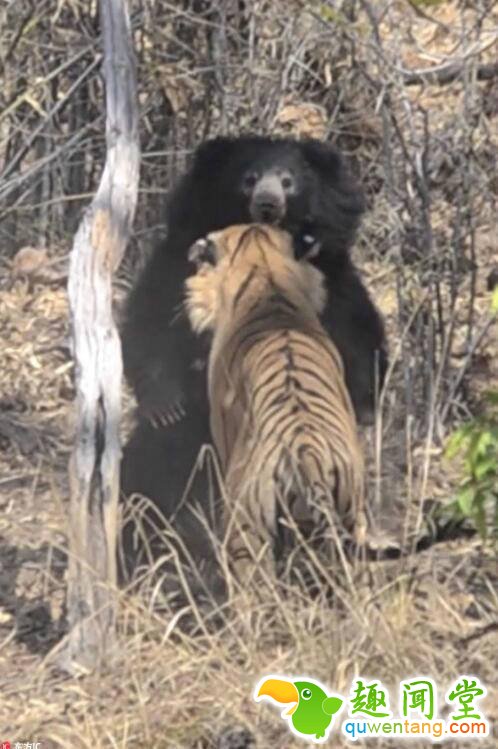 印度上演熊虎争霸 暴怒熊妈击退老虎。