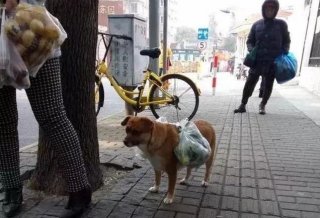 狗狗主动帮主人背菜，像个小骡子一样，却