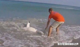 作死小伙将鲨鱼拖拽上岸，得知原因后才让
