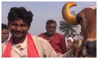 印度人把牛捧太高，流浪牛成灾，当地人修