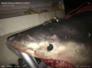 400斤大白鲨蹦上渔船 咬得渔夫满身是血